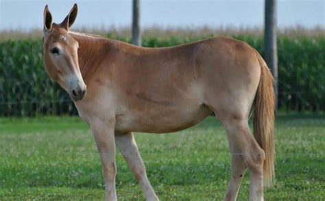 cruzamento de cavalo com jumenta nasce o que|Bardoto – Wikipédia, a enciclopédia livre